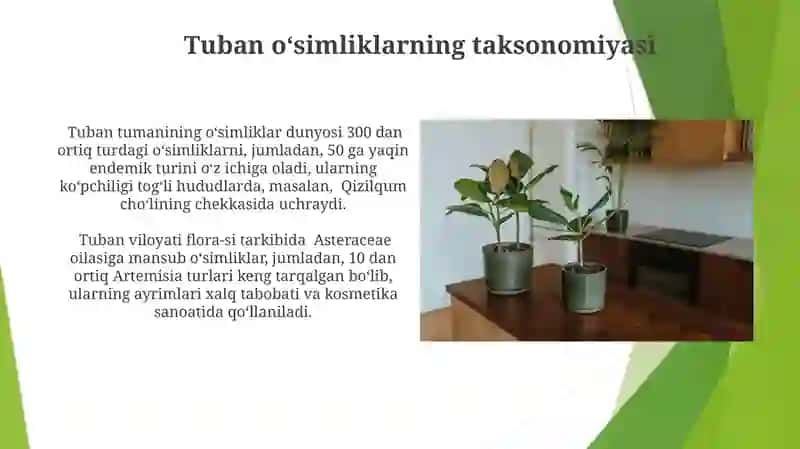 Tuban oʻsimliklar 4