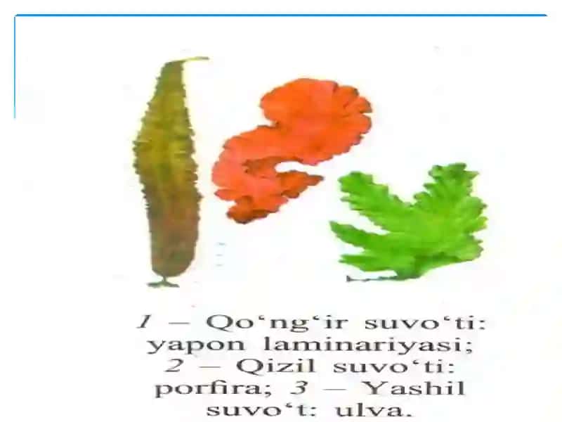 Dengiz suvotlari va ularning moddalari 4