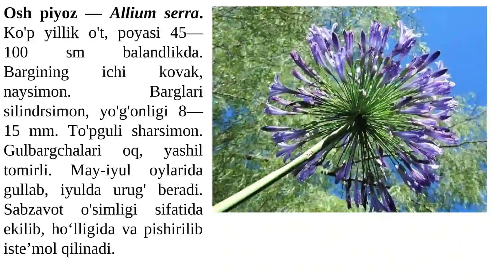Piyozdoshlar oilasi 4