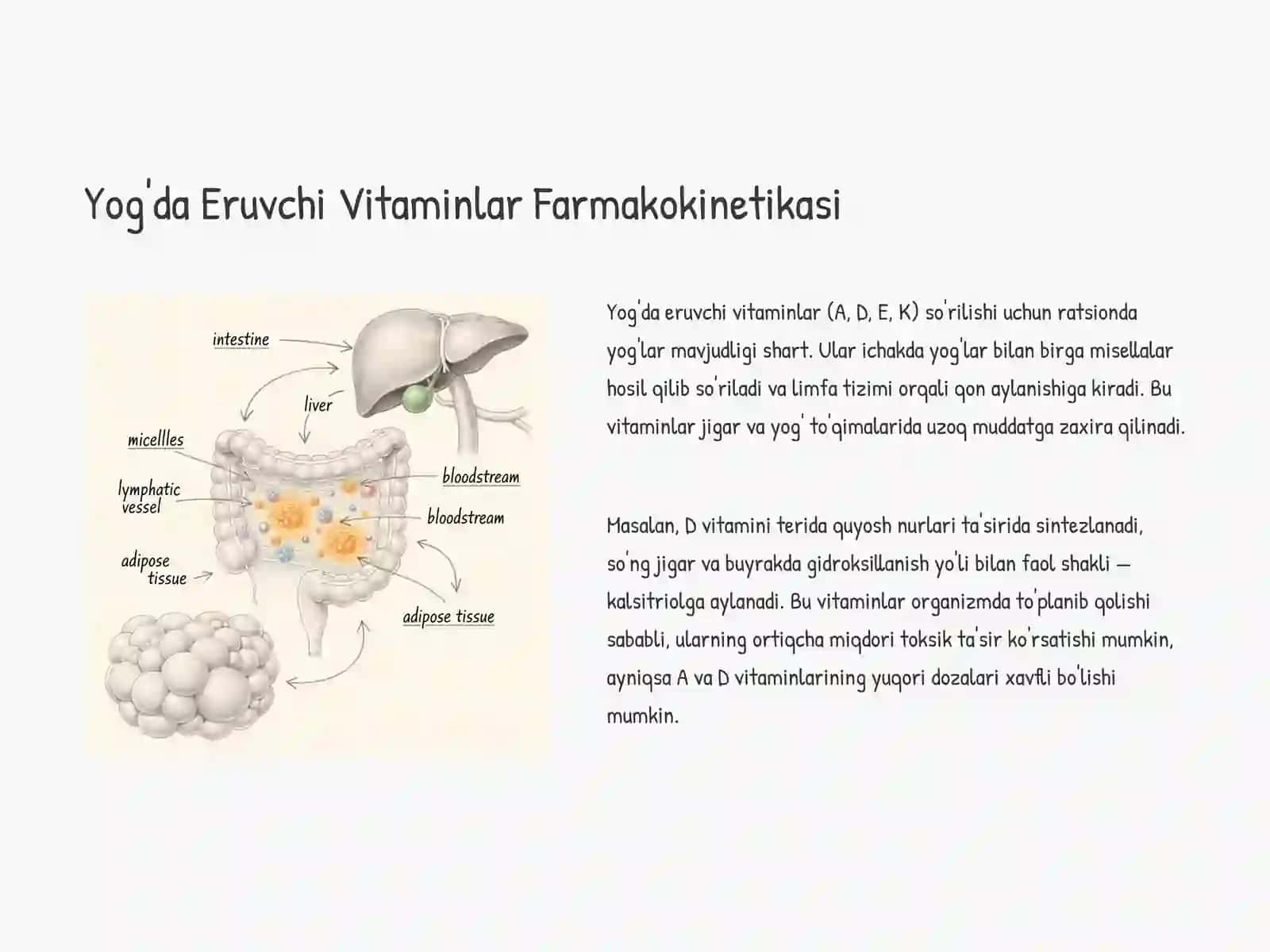 Suvda va Yog'da Eruvchi Vitaminlar Farmakokinetikasi 4