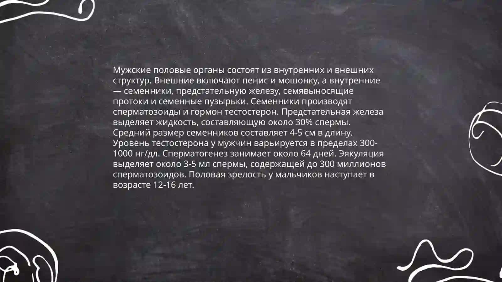 Мужской полових орган 4