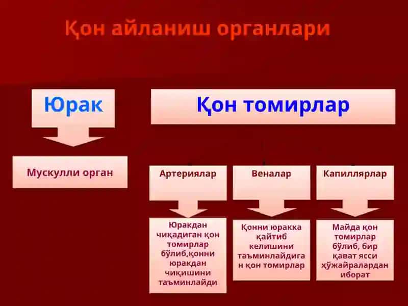 Юрак, қон-томир системаси ва ёш хусусиятлари 4