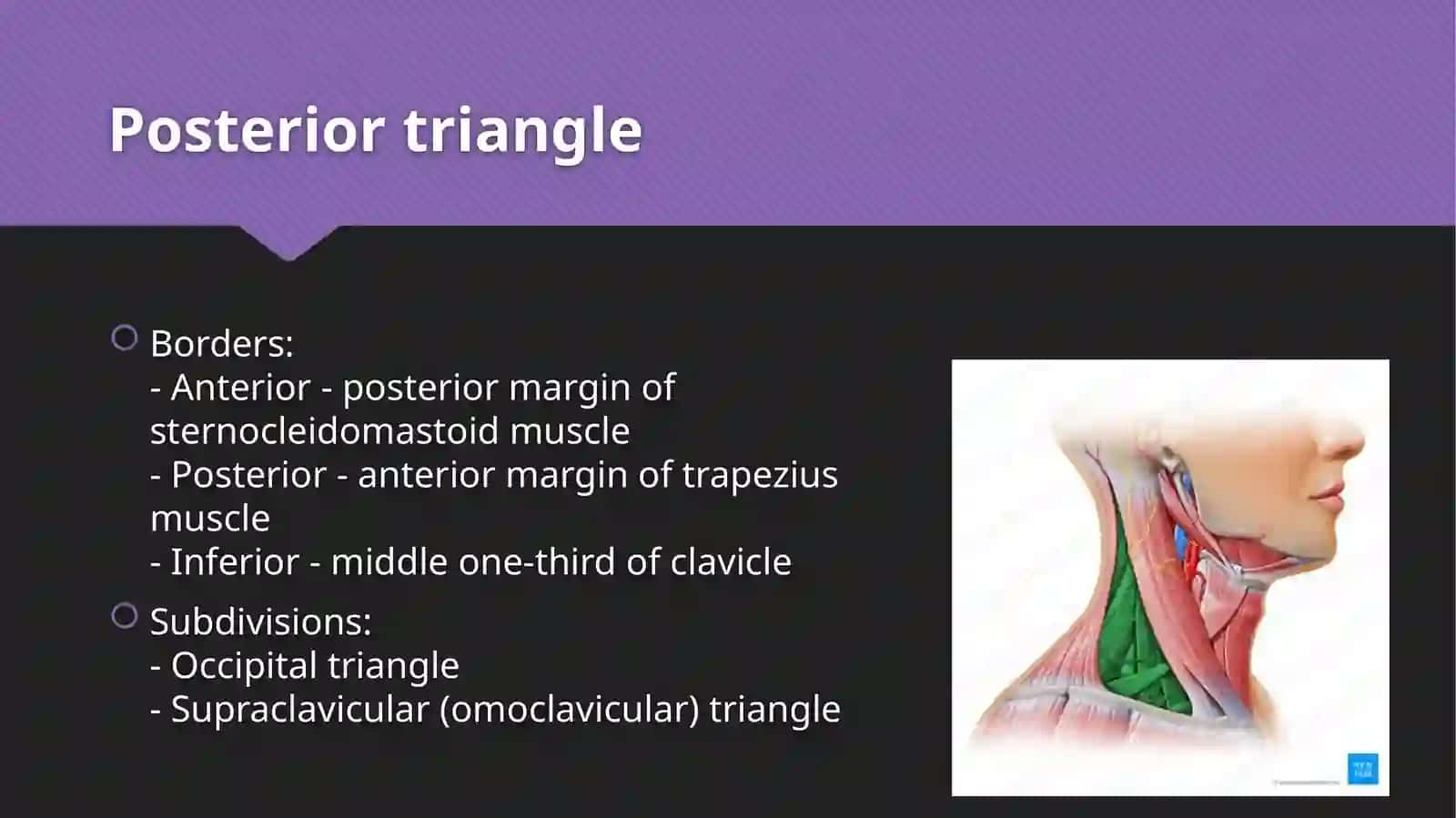 Triangles of neck anatomy 4