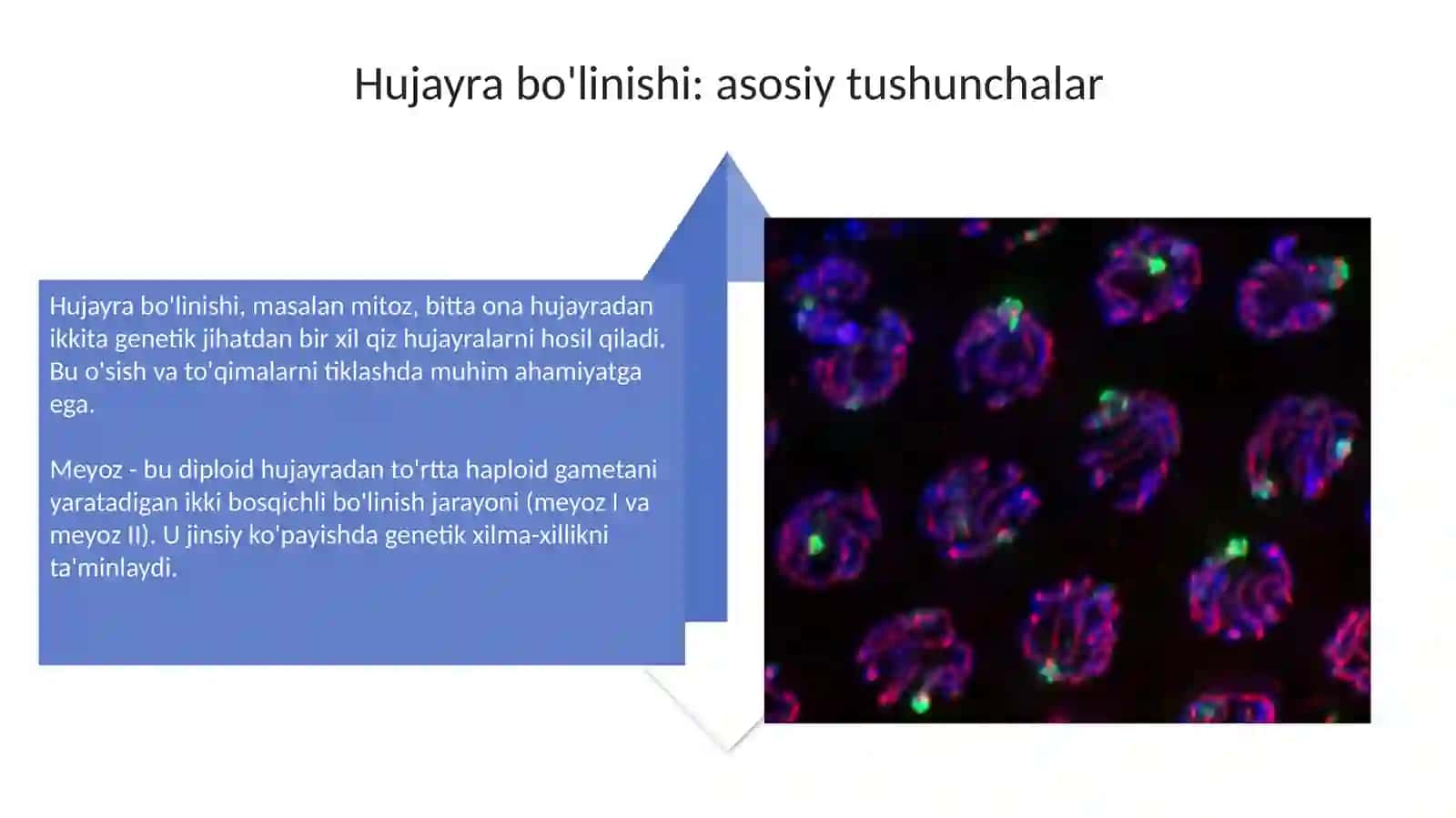 Genetika va evolyutsiya 4