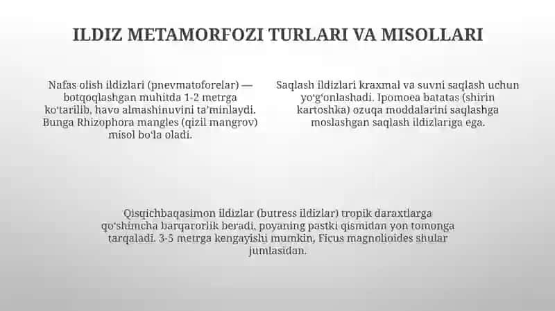 Ildiz, poya va barg metamorfozi 4