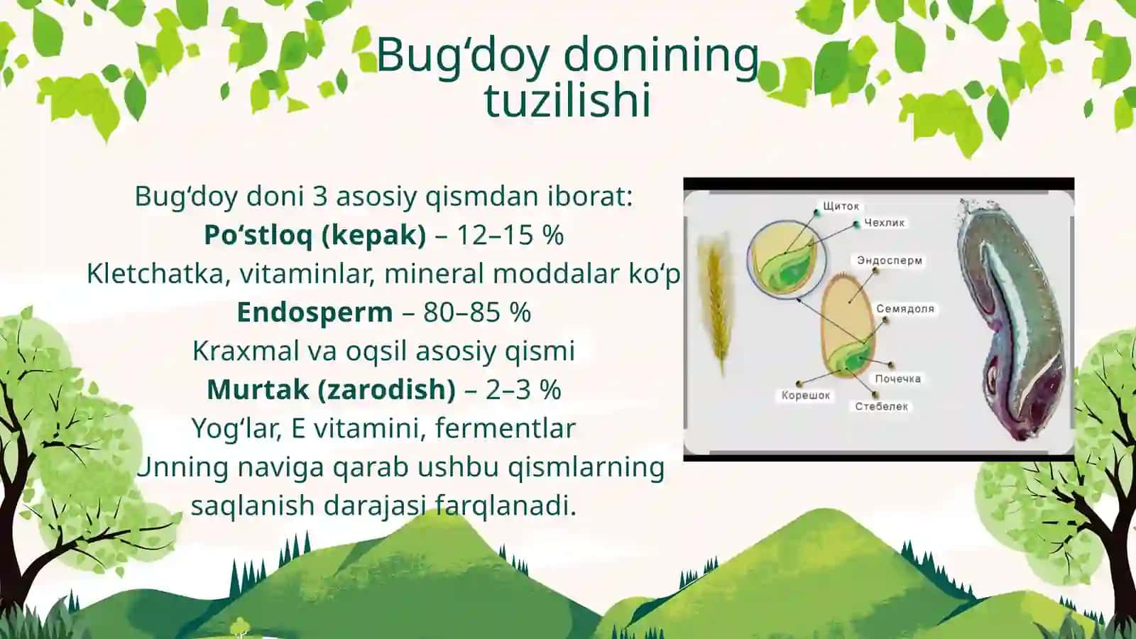 BUG‘DOY UNINING NAVLARI VA KIMYOVIY TARKIBI 4
