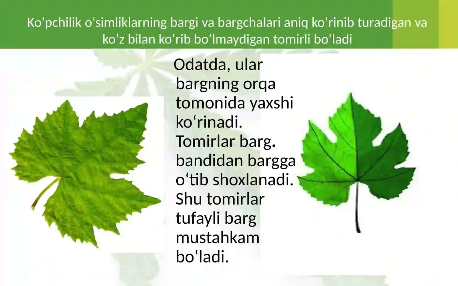 BARGLARNING TASHQI TUZILISHI 4