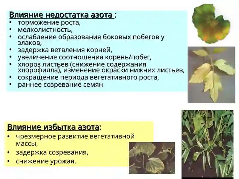 Азотное питание растений 4