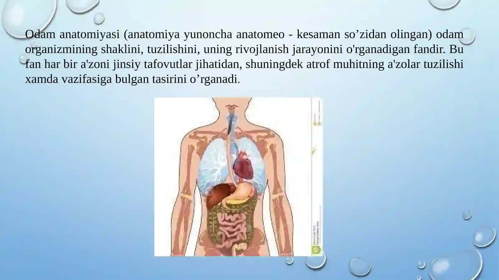 ALIBOYEVA DILDORANING ANATOMIYA TAQDIMOTI 4