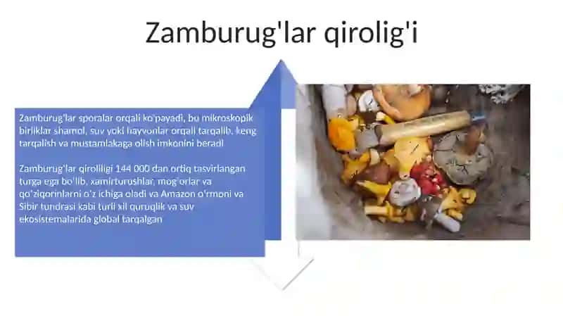 Zamburug‘lar 4