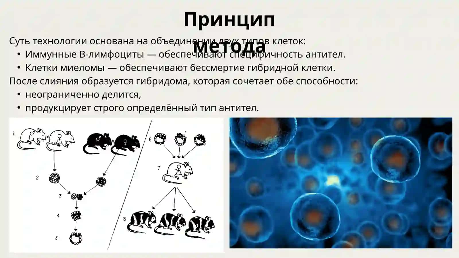 Гибридомная технология 4