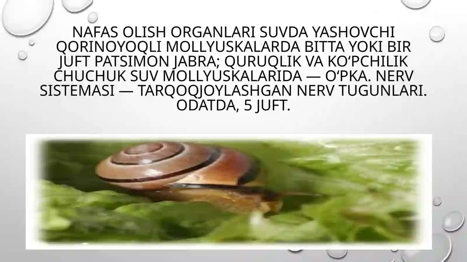 Qorinoyoqli mollyuskalar 4