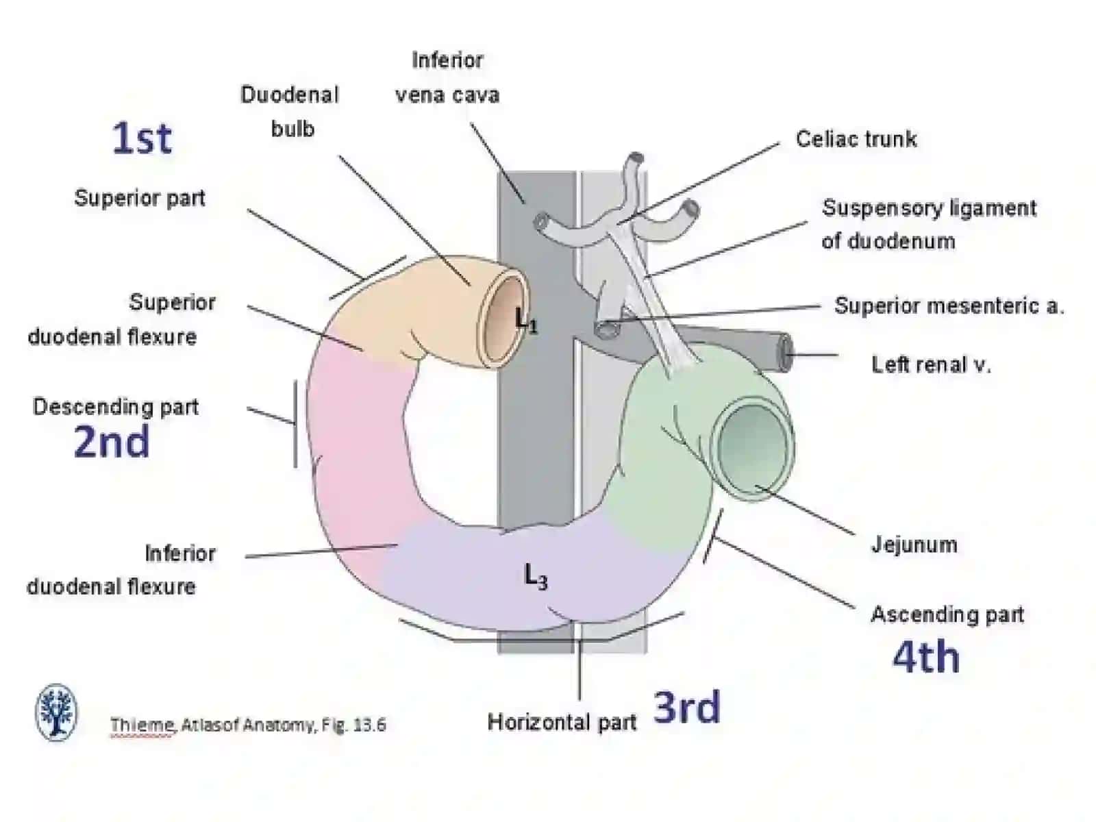 Ichaklar anatomogistologiyasi 4