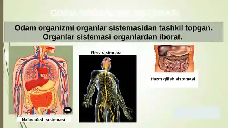 ODAM ORGANLARI SISTEMASI 4