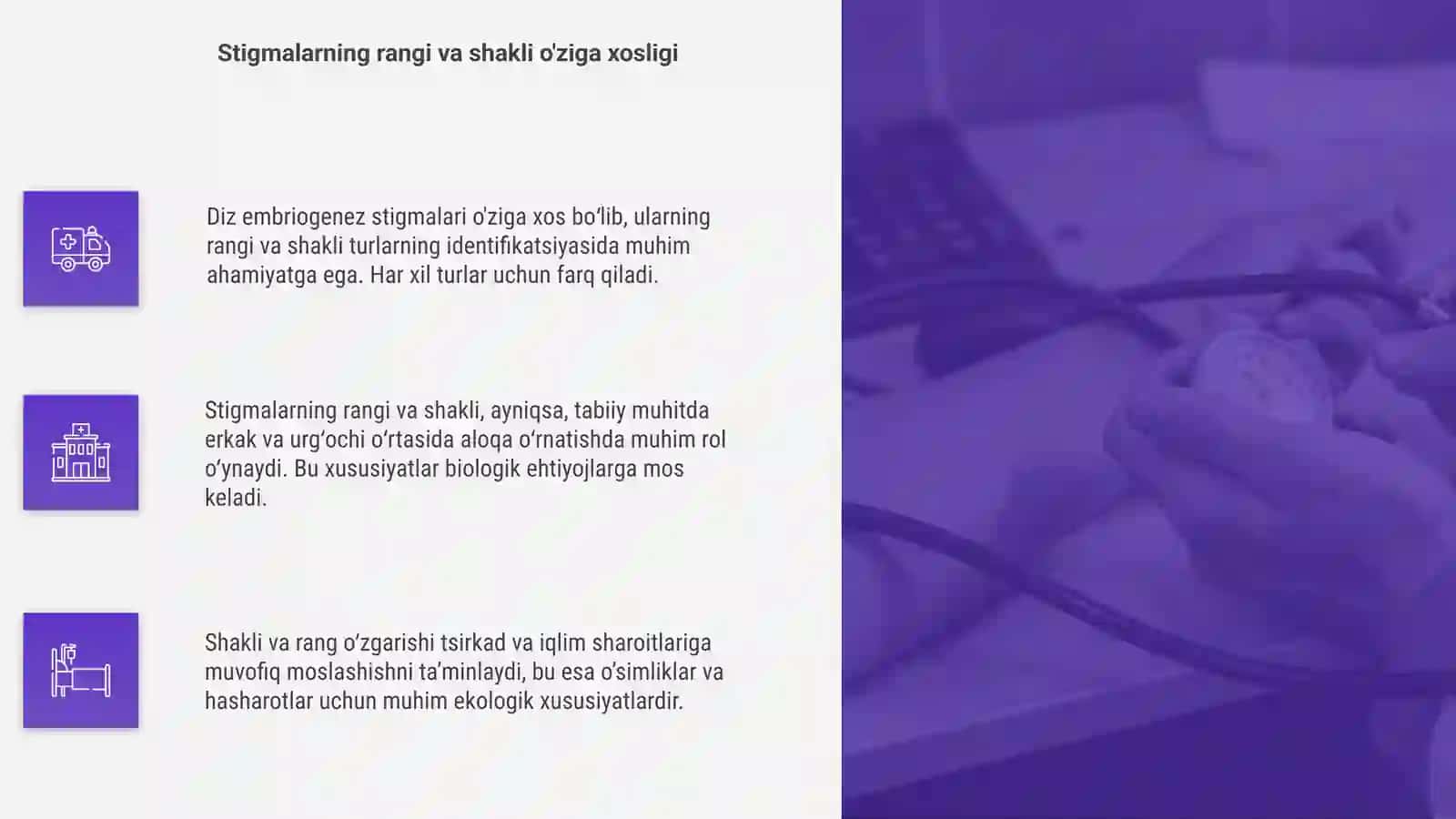 Diz embriogenez stigmalari 4