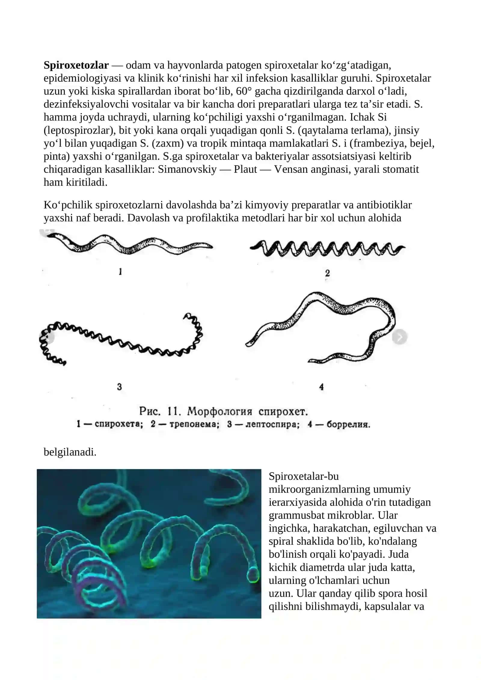 Spiroxetalar [Spirochaetalos] 4