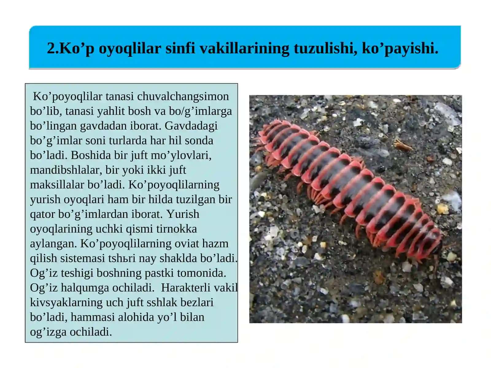 Traheya bilan nafas oluvchilar (TRACHEATA) 4