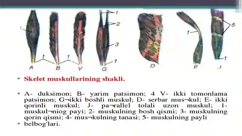 Muskullar haqida ma'lumot 4