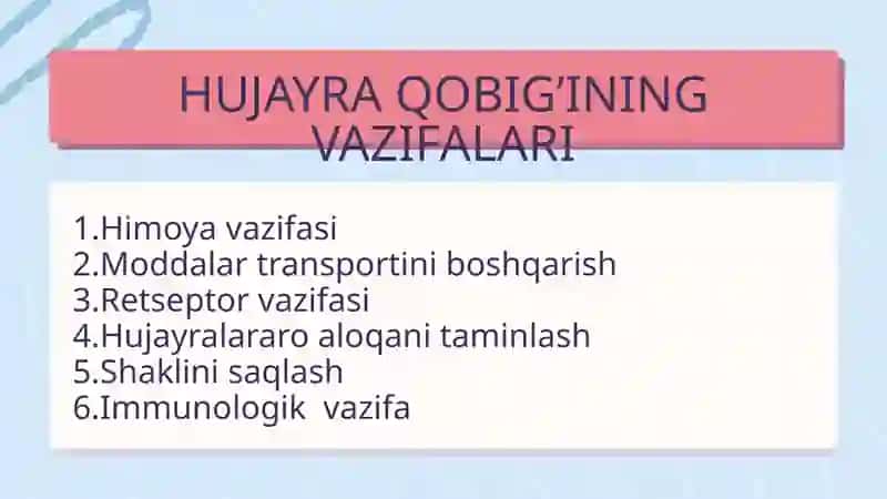 Hujayra qobiği 4