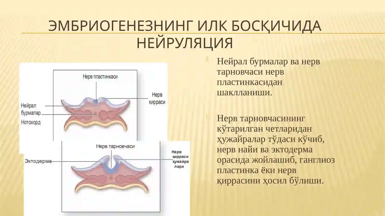 Нерв тўқимаси 4