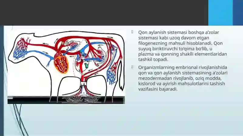 Hayvonlarning qonaylanish organlari evolutsiyasi 4