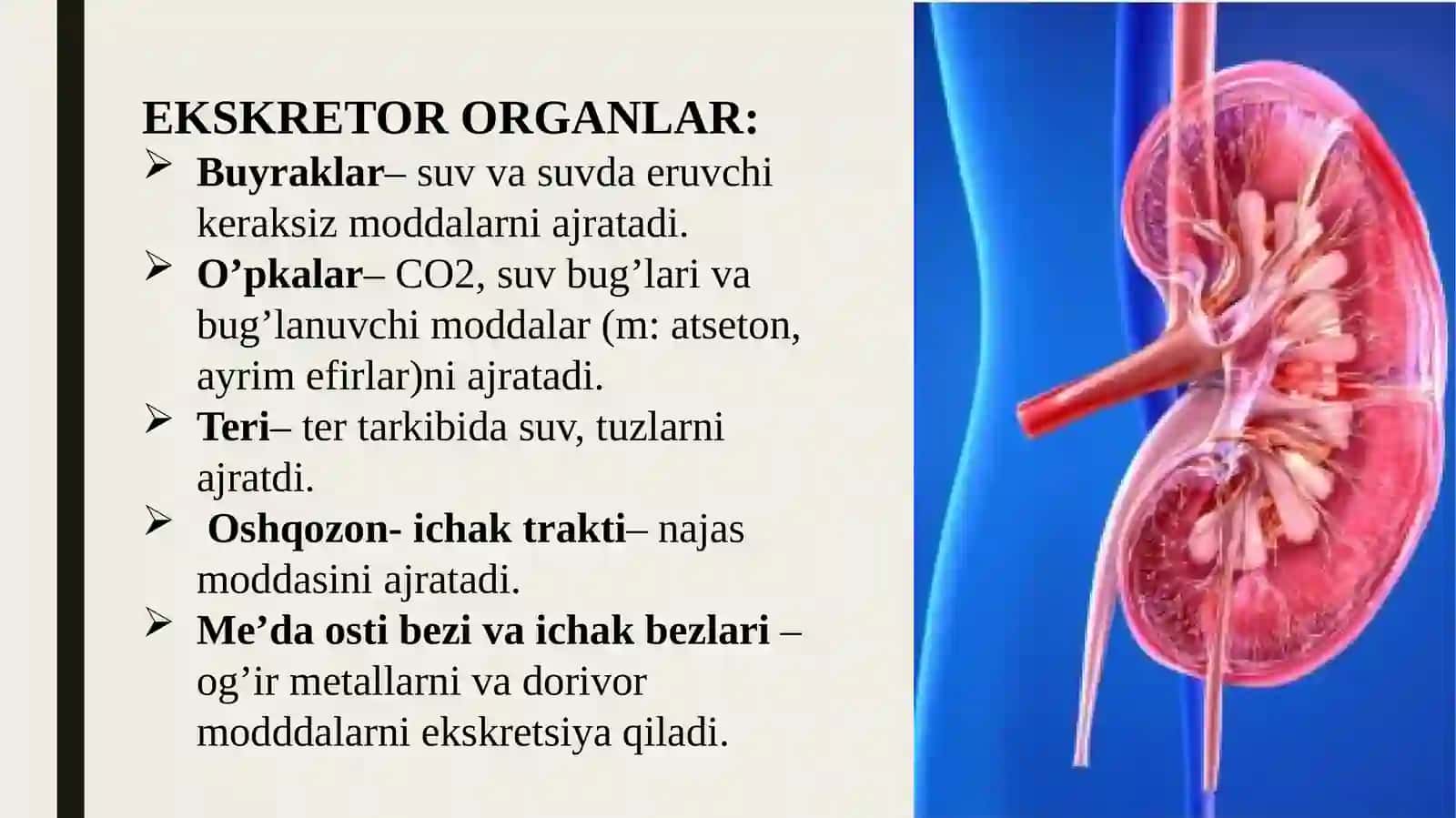 Ayiruv tizimining fiziologiyasi 4
