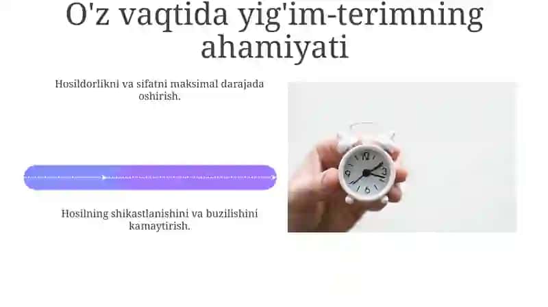 Ekin pishishi haqida tushuncha 4