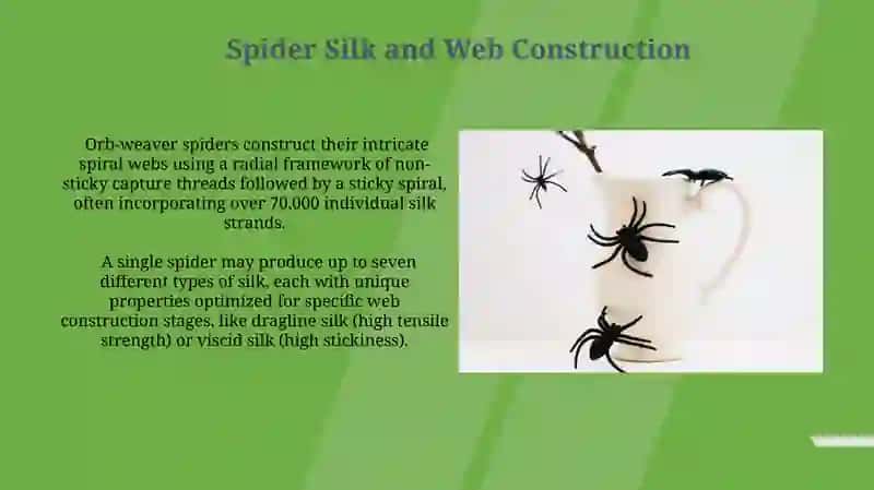Spiders 4