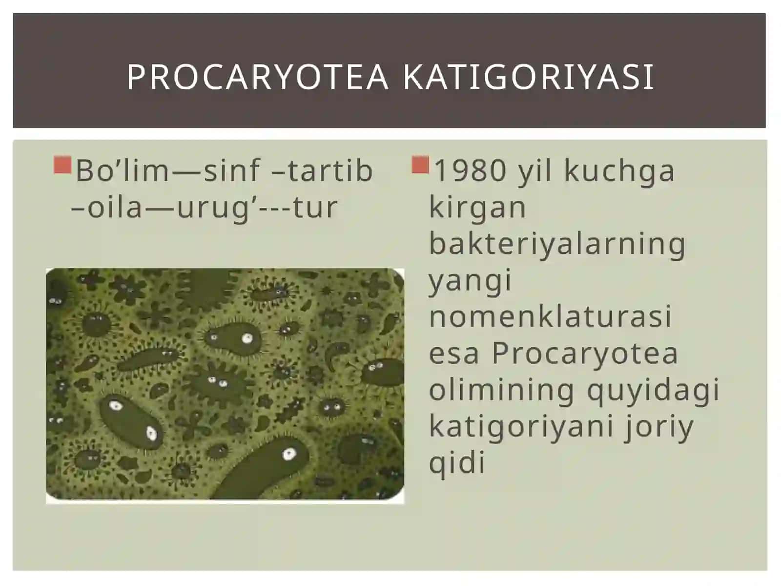 Bakteriyalar haqida umumiy malumot 4