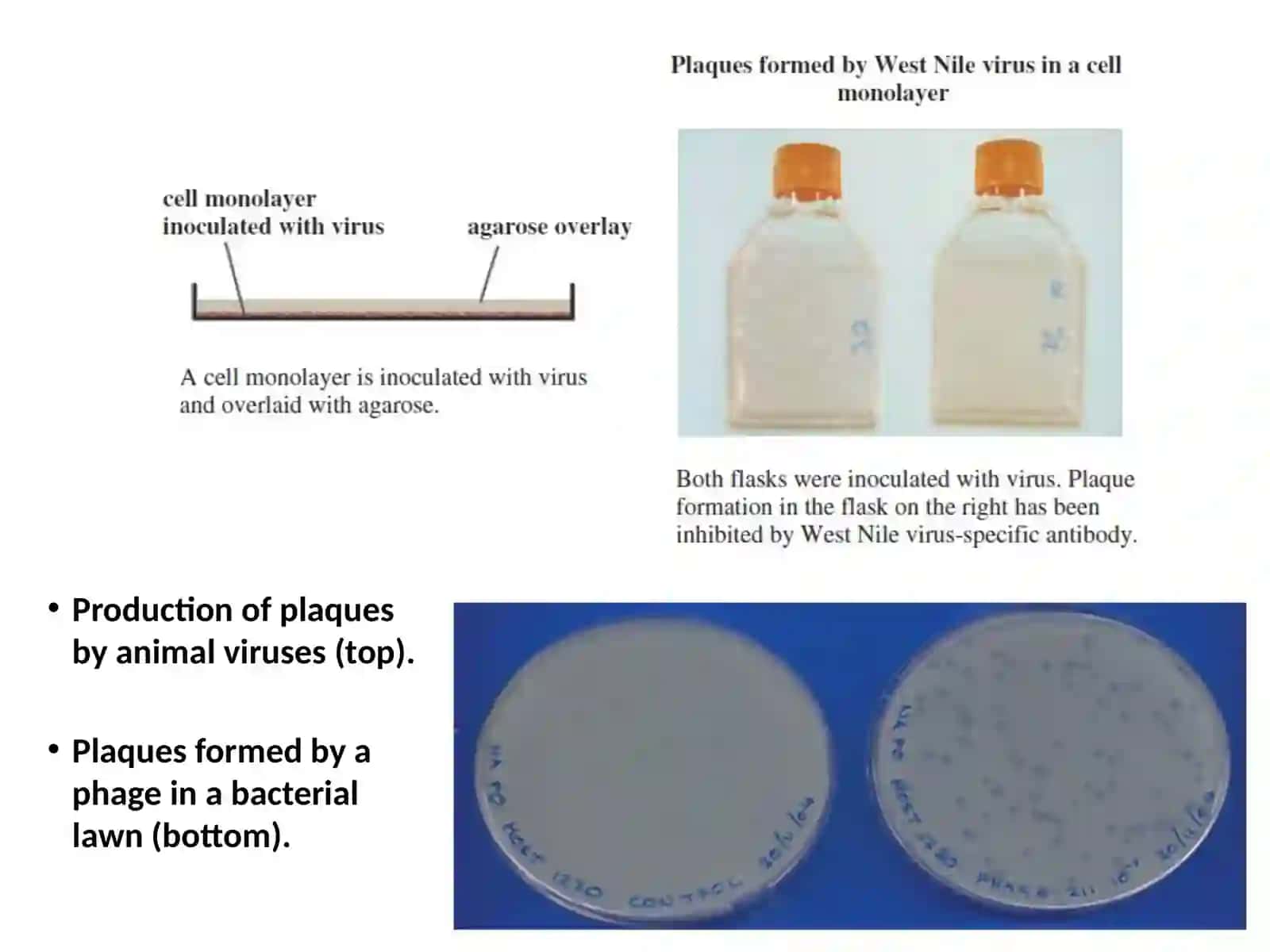 Methods in virology 4
