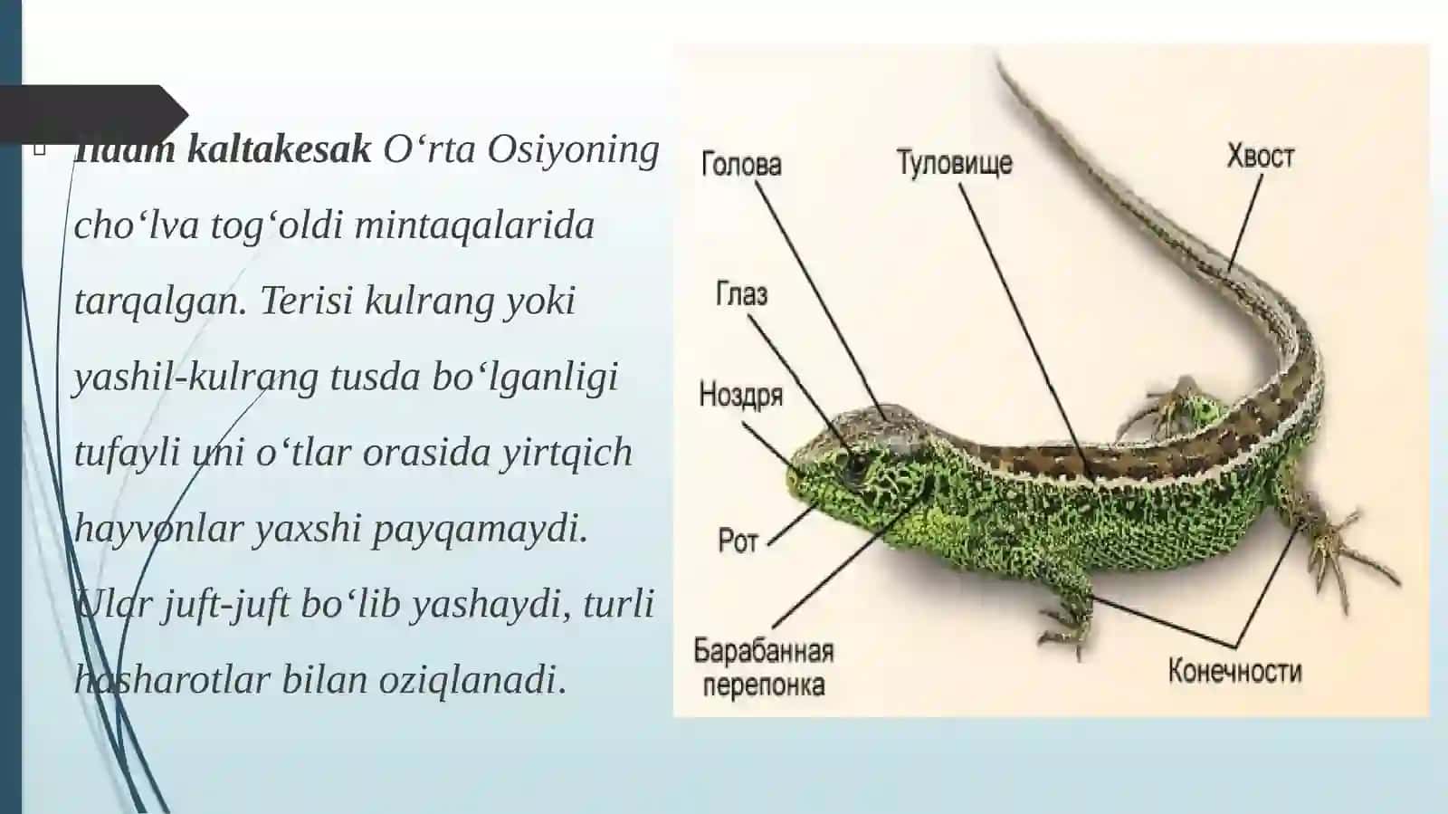 SUDRALIB YURUVCHILAR SINFI 4