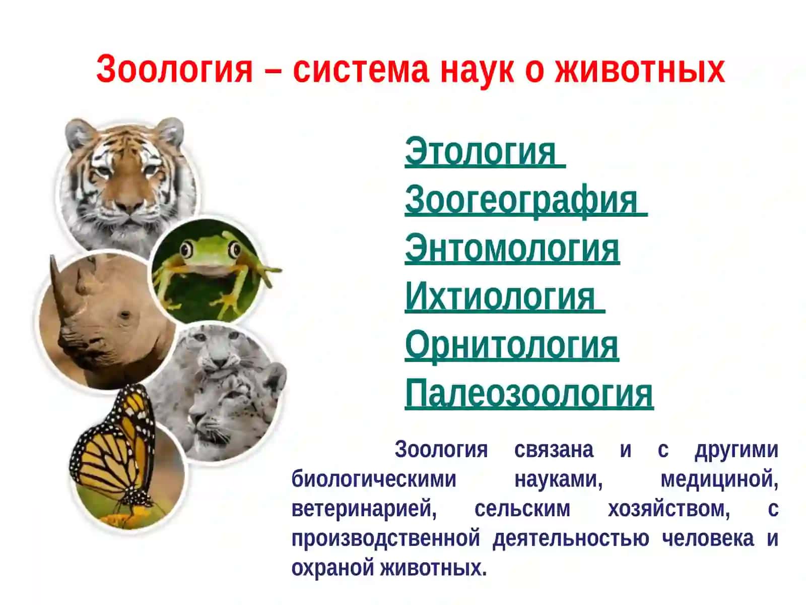 Зоология 4