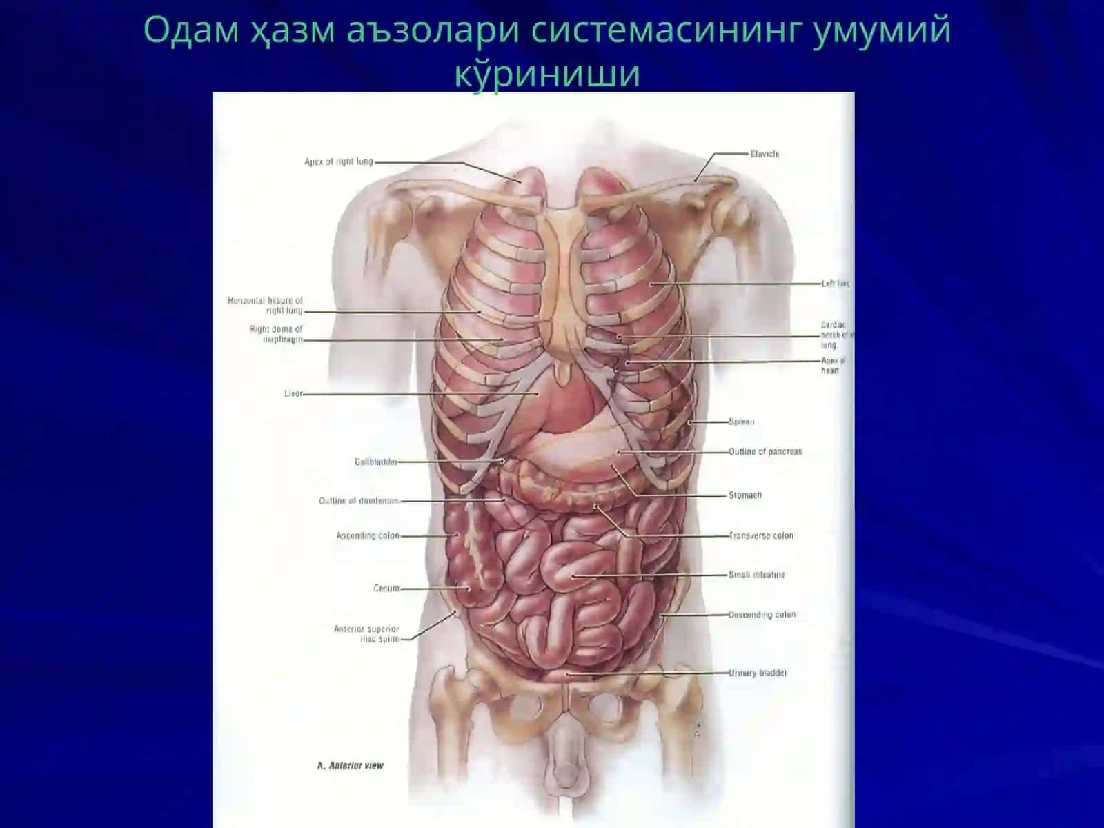 Диетология модули 4