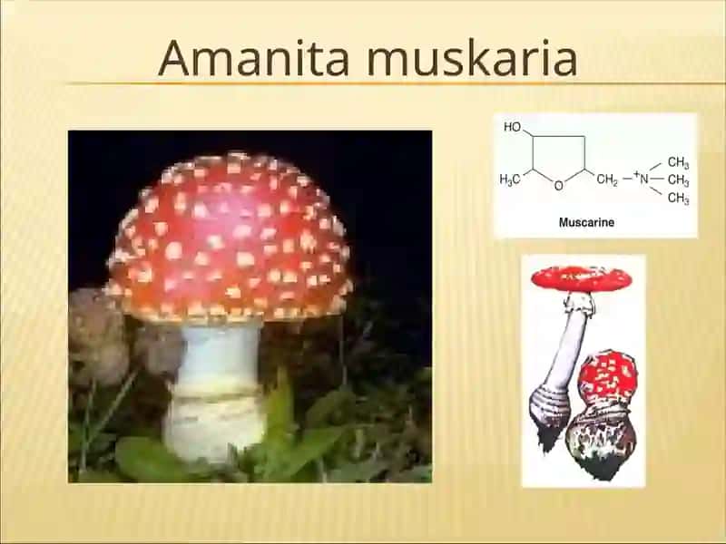 Amanita muskaria 4