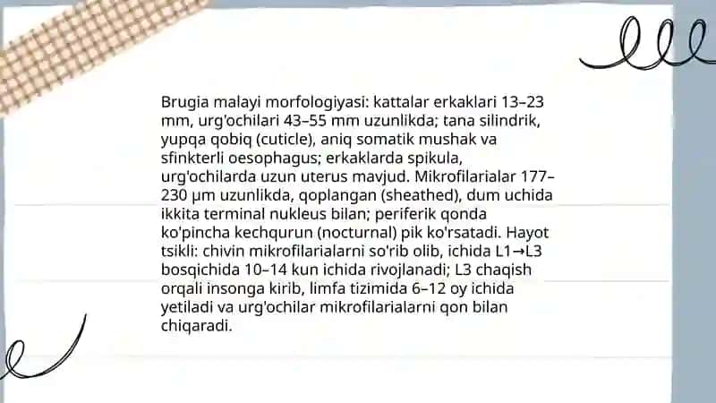 Wuchereria bancrofti ning morfologiyasi va hayot tsikli 4