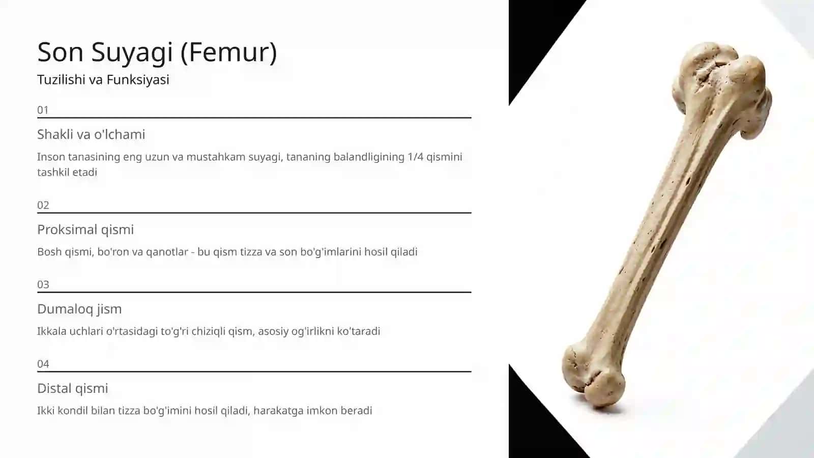 Osteologiya: Oyoqning Erkin Suyaklari Anatomiyasi 4