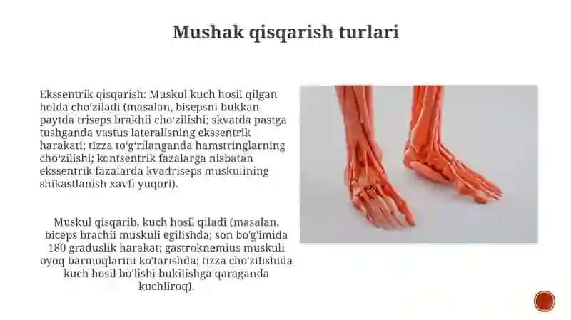 Muskul tizmi 4