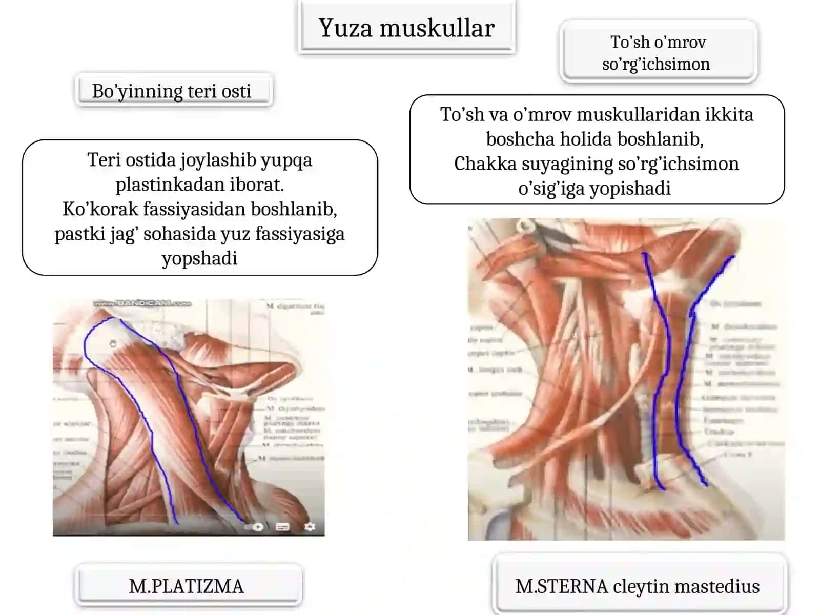 Bosh va bo’yin muskullari 4