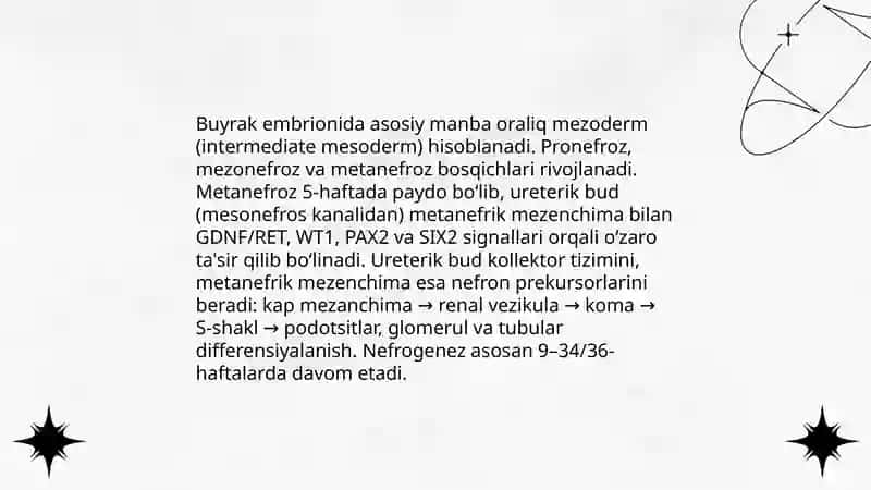 Siydik tanosil aʼzolari embriogenezi 4