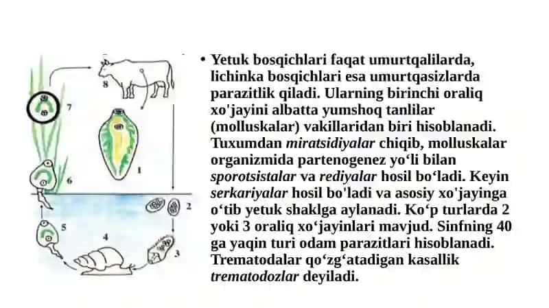 Sinfning hammavakillari parazitlari 4