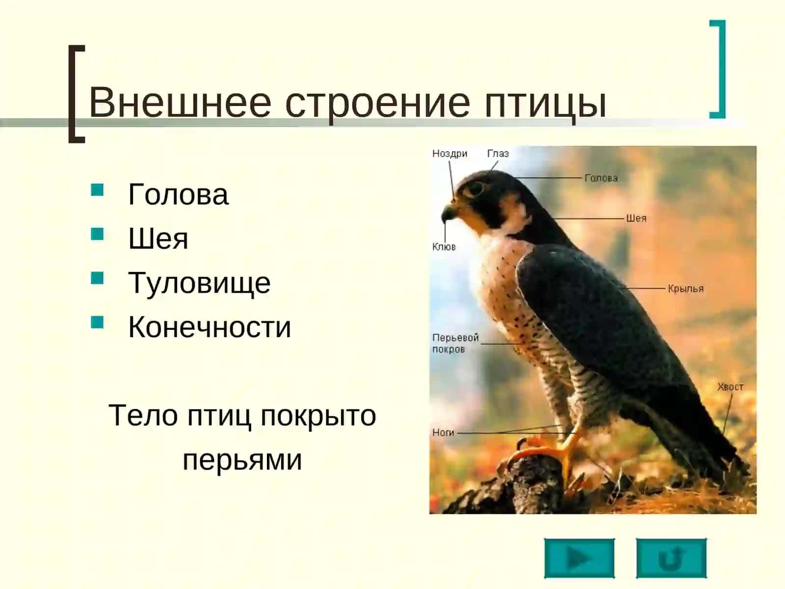 Класс ПТИЦЫ 4