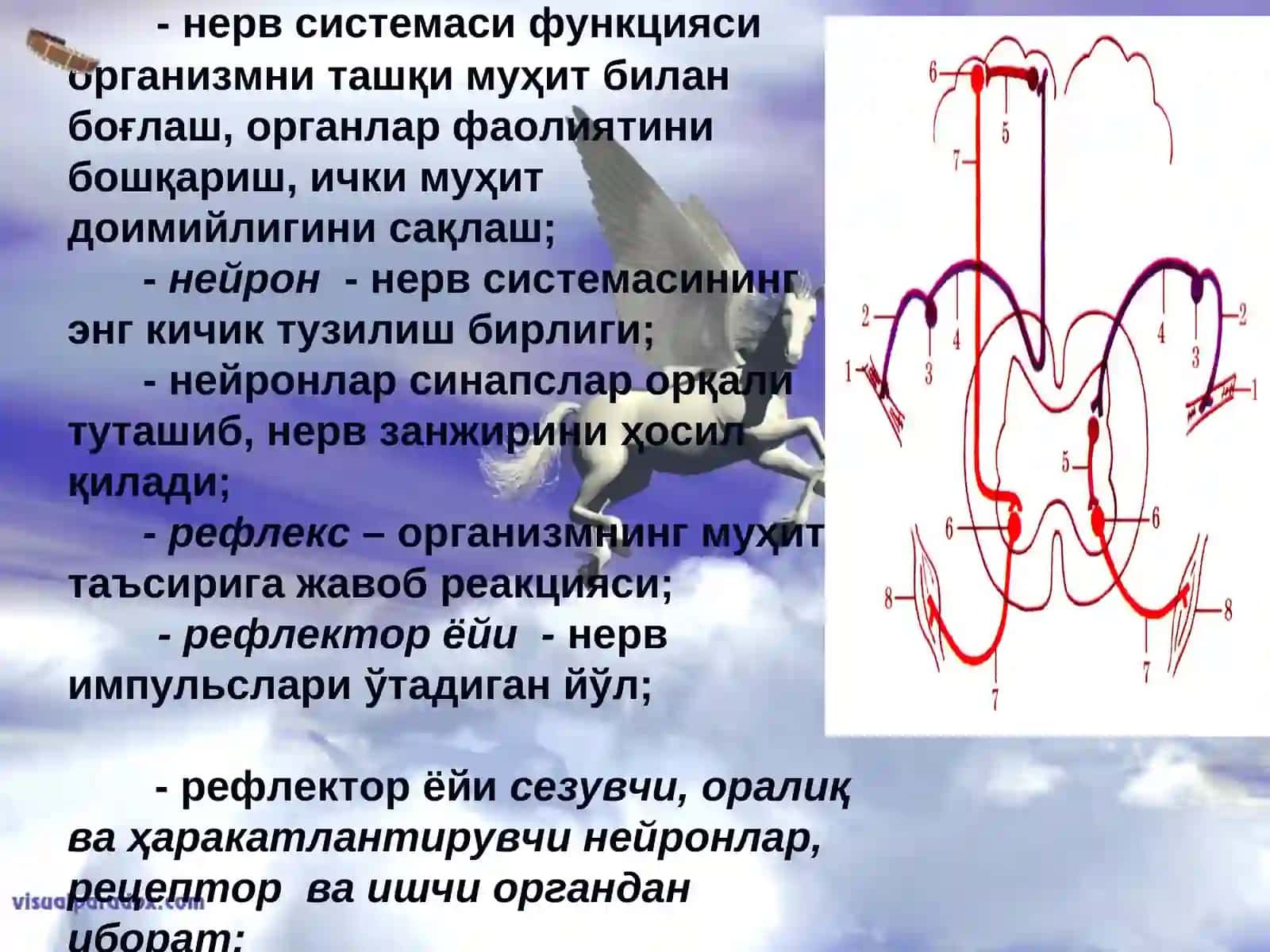 НЕРВ СИСТЕМАСИ 4