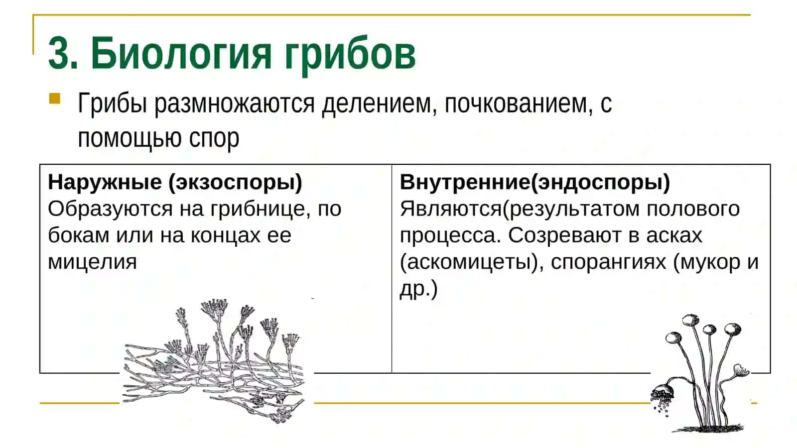 Грибоги Микроскопия и морфология 4