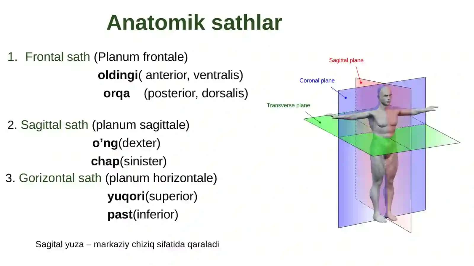 Anatomiya.Osteologiya 4