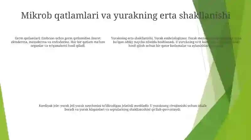 Yurak Embriologiyasi 4