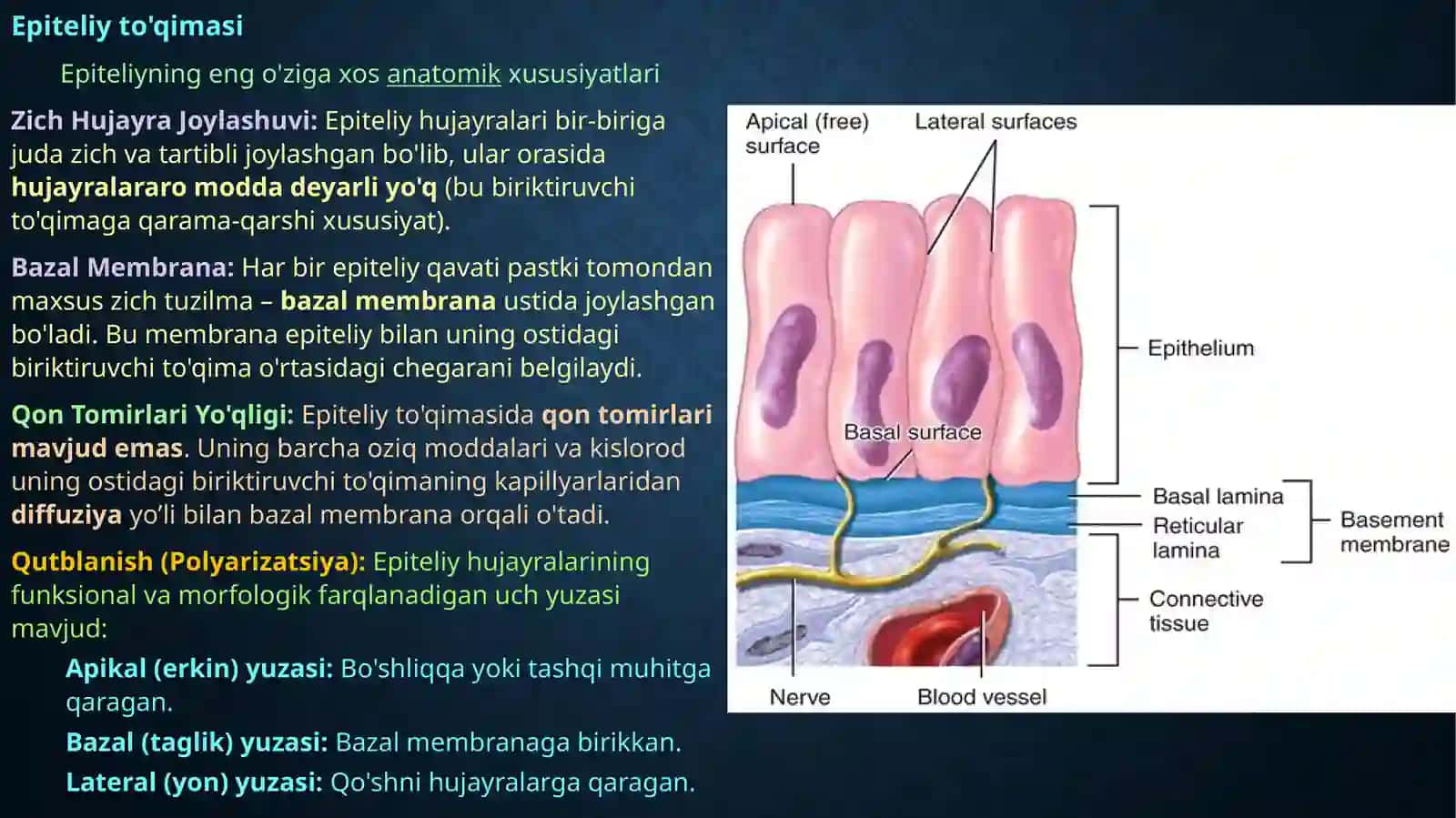 To'qimalar haqida tushuncha 4