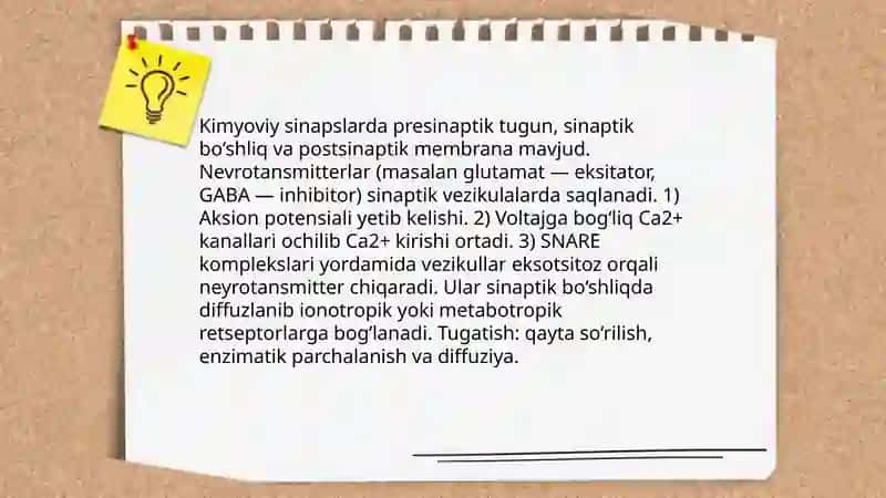 Sinapslar va sinaptik jarayonlar 4