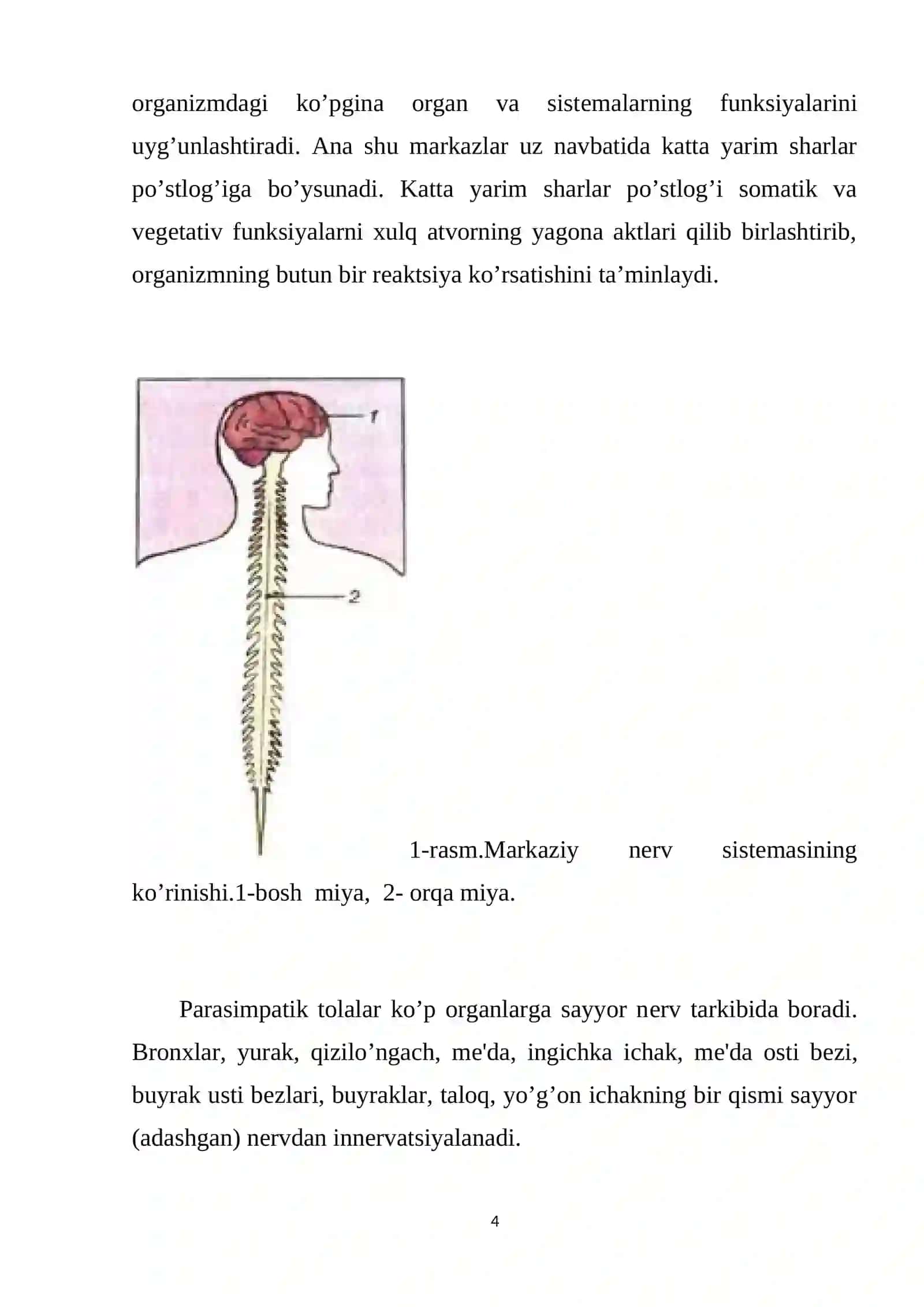 Vegetativ asab tizimi 4