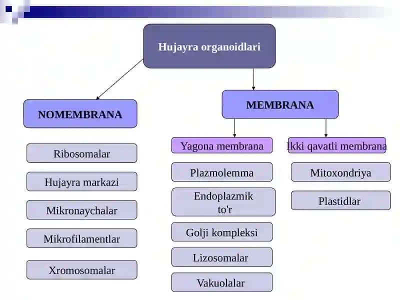 Mitoxondriya 4