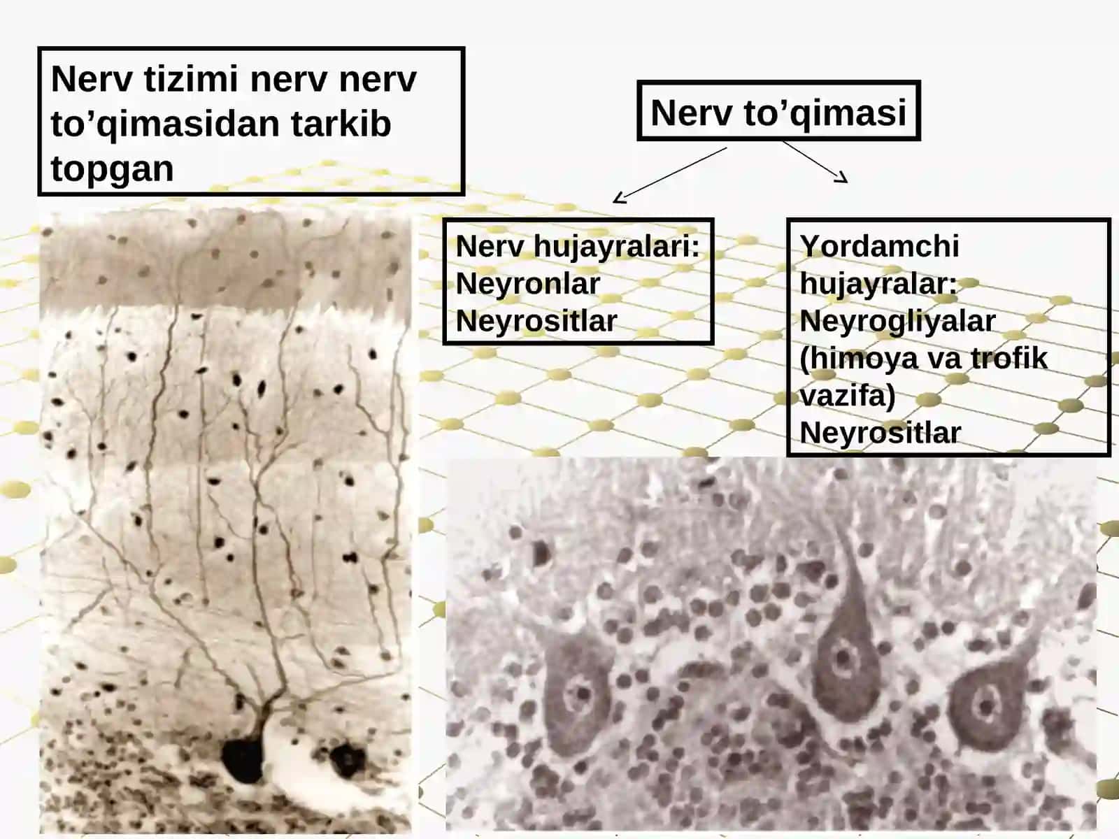 Nerv tizimining umumiy anatomiyasi 4
